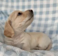 Winston, a male Miniature Dachshund for sale in Muldrow, OK – Photo 3 of 6