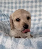 Winston, a male Miniature Dachshund for sale in Muldrow, OK – Photo 2 of 6