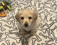 Winston, a male Miniature Dachshund for sale in Muldrow, OK – Photo 6 of 6