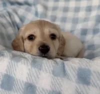 Winston, a male Miniature Dachshund for sale in Muldrow, OK – Photo 4 of 6