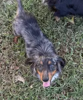 Henry , a male Miniature Dachshund for sale in Muldrow, OK – 4 of 5