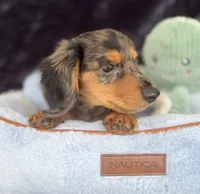 Bandit, a male Miniature Dachshund for sale in Muldrow, OK – 5 of 10
