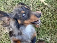 Henry , a male Miniature Dachshund for sale in Muldrow, OK – 2 of 5