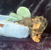 Bandit, a male Miniature Dachshund for sale in Muldrow, OK – 2 of 10