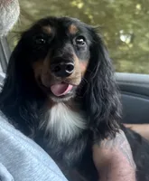Henry , a male Miniature Dachshund for sale in Muldrow, OK – 6 of 6