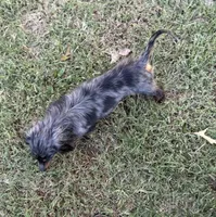 Henry , a male Miniature Dachshund for sale in Muldrow, OK – 3 of 5