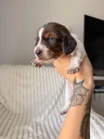 Chip, a female Miniature Dachshund for sale in Casa Grande, AZ – Photo 3 of 3