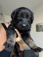 Vader, a male German Shepherd Dog and Poodle - Standard  for sale in Tucson, AZ – 2 of 3