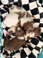 Nugget, a female Miniature Dachshund for sale in Casa Grande, AZ – Photo 3 of 3