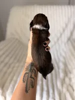 Nugget, a female Miniature Dachshund for sale in Casa Grande, AZ – Photo 2 of 3