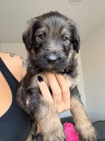 Bear, a male German Shepherd Dog and Poodle - Standard  for sale in Tucson, AZ – 2 of 2