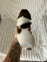 Waffle, a female Miniature Dachshund for sale in Casa Grande, AZ – Photo 3 of 4