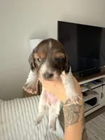 Waffle, a female Miniature Dachshund for sale in Casa Grande, AZ – Photo 1 of 4