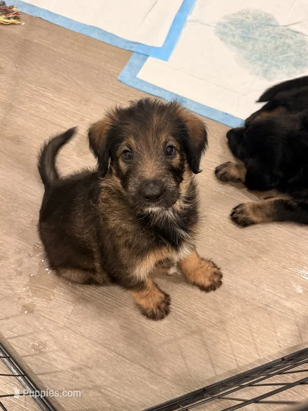 Bear – German Shepherd Dog, Poodle - Standard  puppy for sale in Tucson, AZ