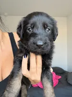 Vader, a male German Shepherd Dog and Poodle - Standard  for sale in Tucson, AZ – 3 of 3