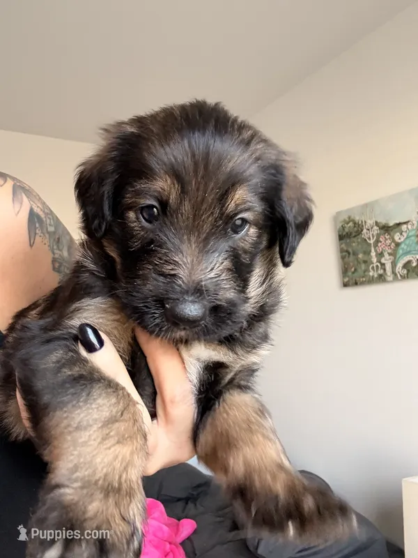 Bear – German Shepherd Dog, Poodle - Standard  puppy for sale in Tucson, AZ