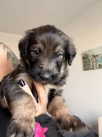 Bear, a male German Shepherd Dog and Poodle - Standard  for sale in Tucson, AZ – 1 of 2