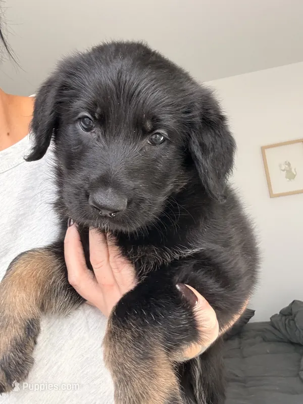 Vader – German Shepherd Dog, Poodle - Standard  puppy on hold in Tucson, AZ
