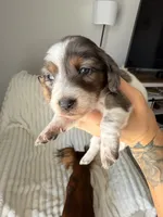 Cupcake, a female Miniature Dachshund for sale in Casa Grande, AZ – Photo 1 of 3