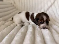 Chip, a female Miniature Dachshund for sale in Casa Grande, AZ – Photo 1 of 3