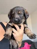 Gwen, a female German Shepherd Dog and Poodle - Standard  for sale in Tucson, AZ – 2 of 2