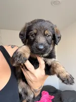 Gwen, a female German Shepherd Dog and Poodle - Standard  for sale in Tucson, AZ – 1 of 2