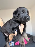 Vader, a male German Shepherd Dog and Poodle - Standard  for sale in Tucson, AZ – 1 of 3