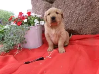 Copper, a male Golden Retriever and English Cream Golden Retriever for sale in Thorp, WI – 2 of 3