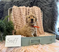Sniff, a male Golden Retriever and English Cream Golden Retriever for sale in Thorp, WI – Photo 2 of 5