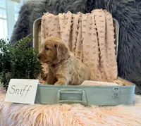 Sniff, a male Golden Retriever and English Cream Golden Retriever for sale in Thorp, WI – Photo 4 of 5