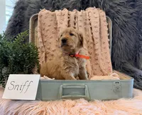 Sniff, a male Golden Retriever and English Cream Golden Retriever for sale in Thorp, WI – Photo 1 of 5