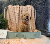Sniff, a male Golden Retriever and English Cream Golden Retriever for sale in Thorp, WI – Photo 3 of 5