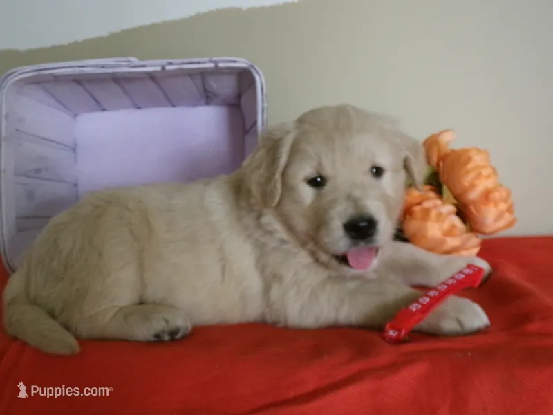 Snowball – Golden Retriever, English Cream Golden Retriever puppy for sale in Thorp, WI
