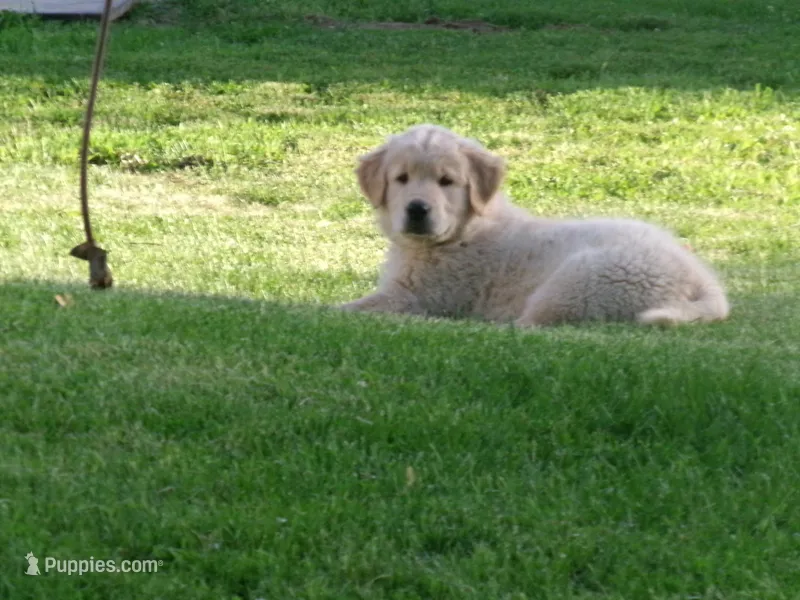 Tippy – Golden Retriever, English Cream Golden Retriever puppy for sale in Thorp, WI