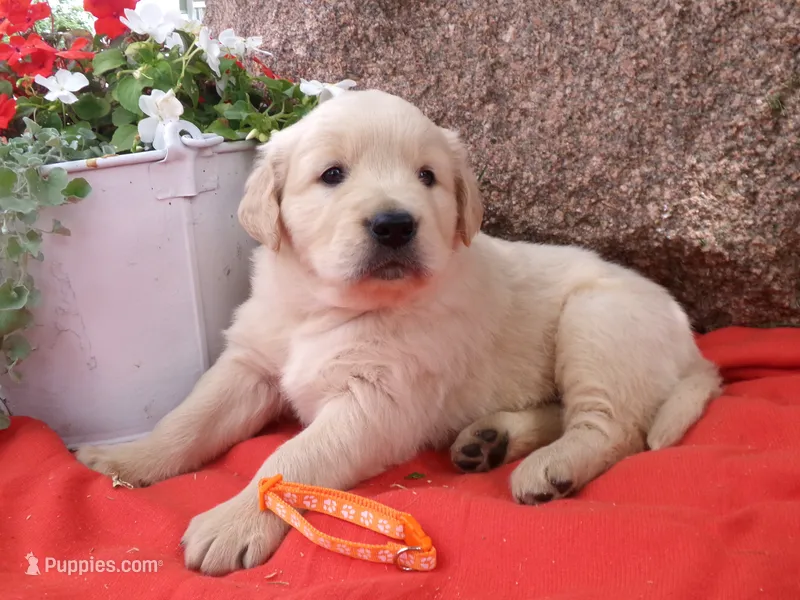Tippy – Golden Retriever, English Cream Golden Retriever puppy for sale in Thorp, WI