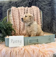 Pansy, a female Golden Retriever and English Cream Golden Retriever for sale in Thorp, WI – Photo 4 of 5