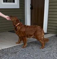 Pansy, a female Golden Retriever and English Cream Golden Retriever for sale in Thorp, WI – Photo 5 of 5