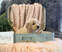 Pansy, a female Golden Retriever and English Cream Golden Retriever for sale in Thorp, WI – Photo 1 of 5