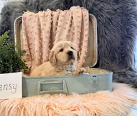 Pansy, a female Golden Retriever and English Cream Golden Retriever for sale in Thorp, WI – Photo 2 of 5