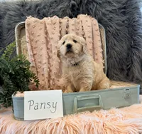 Pansy, a female Golden Retriever and English Cream Golden Retriever for sale in Thorp, WI – Photo 3 of 5