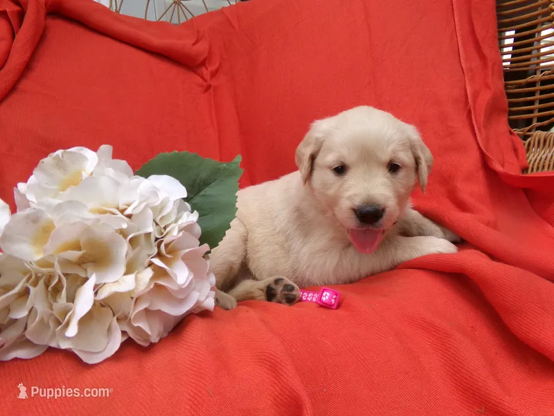 Calla – Golden Retriever, English Cream Golden Retriever puppy for sale in Thorp, WI