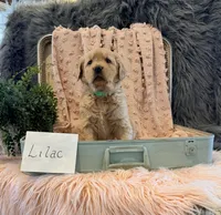 Lilac, a female Golden Retriever and English Cream Golden Retriever for sale in Thorp, WI – Photo 3 of 5