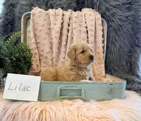 Lilac, a female Golden Retriever and English Cream Golden Retriever for sale in Thorp, WI – Photo 4 of 5