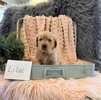 Lilac, a female Golden Retriever and English Cream Golden Retriever for sale in Thorp, WI – Photo 1 of 5