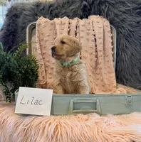 Lilac, a female Golden Retriever and English Cream Golden Retriever for sale in Thorp, WI – Photo 2 of 5