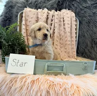 Star, a male Golden Retriever and English Cream Golden Retriever for sale in Thorp, WI – Photo 1 of 5