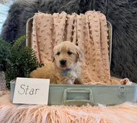 Star, a male Golden Retriever and English Cream Golden Retriever for sale in Thorp, WI – Photo 4 of 5