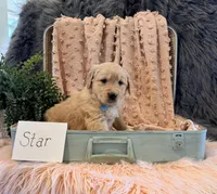 Star, a male Golden Retriever and English Cream Golden Retriever for sale in Thorp, WI – Photo 3 of 5