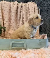 Star, a male Golden Retriever and English Cream Golden Retriever for sale in Thorp, WI – Photo 2 of 5