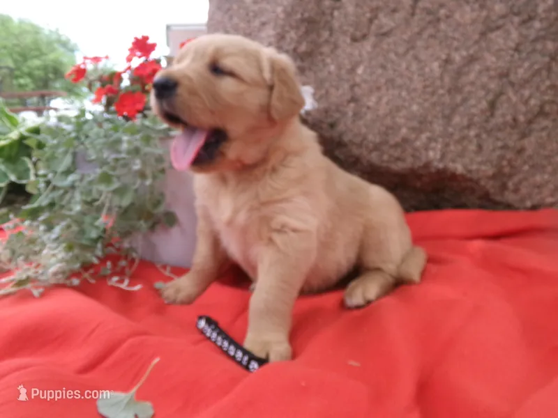 Copper – Golden Retriever, English Cream Golden Retriever puppy for sale in Thorp, WI
